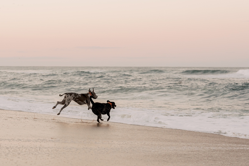 dogs running into the ocean in nags head, north carolina by sharon elizabeth co