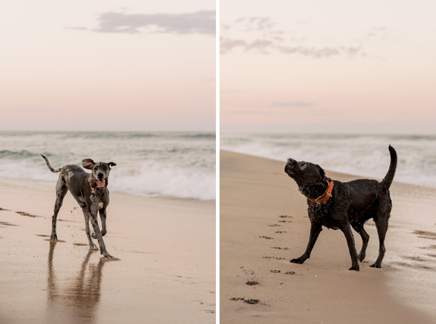 dogs playing by the water in nags head, north carolina by sharon elizabeth co
